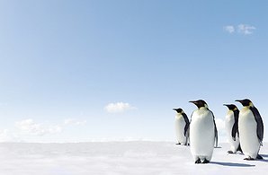 How Penguin 4.0 Has Changed SEO